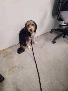 Bernedoodle Dogs Available for Adoption - Teddy Bear | PetCurious