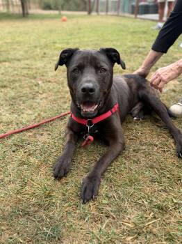 Zack -  Labrador Retriever and Pit Bull Terrier Dog for Adoption in Petaluma, California - Zack | PetCurious