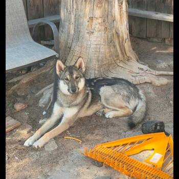 Chewy -  German Shepherd Dog and Husky Dog for Adoption in San Rafael, California - Chewy | PetCurious