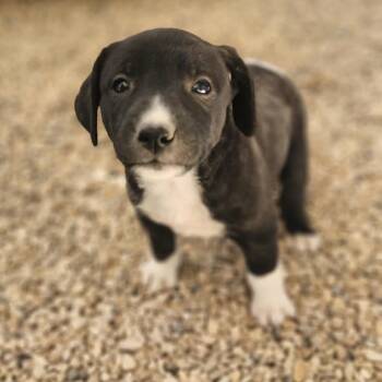 Terrier Dogs Available for Adoption - Wilbur JuM | PetCurious