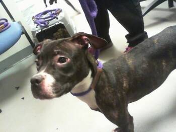 ENOLA -  Pit Bull Terrier and Mixed Breed Dog for Adoption in Charlotte, North Carolina - ENOLA | PetCurious