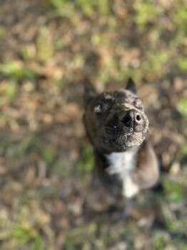 German Shepherd Dog Dogs Available for Adoption in Houston, Texas - Maggz | PetCurious