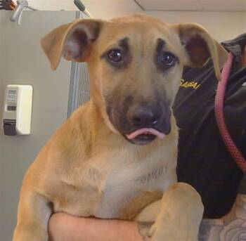 Rescue German Shepherd Dog and Mixed Breed Dogs for Adoption in Sacramento, California - INDIE | PetCurious