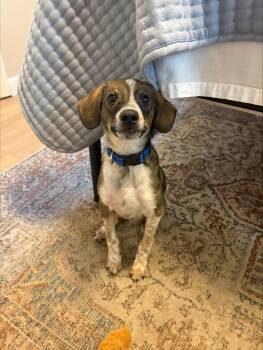 Simon -  Mixed Breed Dog for Adoption in Sioux Falls, South Dakota - Simon | PetCurious