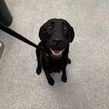 Ducky -  Labrador Retriever Dog for Adoption in Durango, Colorado - Ducky | PetCurious