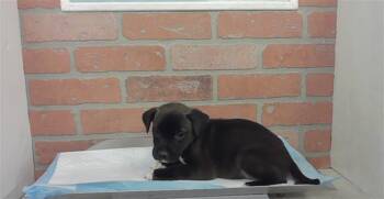 A2080720 -  Staffordshire Bull Terrier and Mixed Breed Dog for Adoption in Houston, Texas - A2080720 | PetCurious