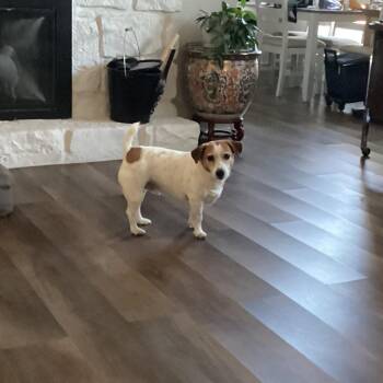 Zack -  Jack Russell Terrier Dog for Adoption in Tulsa, Oklahoma - Zack | PetCurious