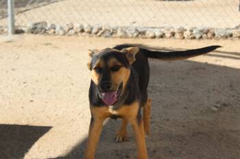 Rescue Shepherd Dogs for Adoption in Yucca Valley, California - Elliott | PetCurious