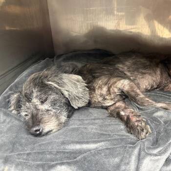 Miles J Fox -  Mixed Breed Dog for Adoption in Savannah, Georgia - Miles J Fox | PetCurious