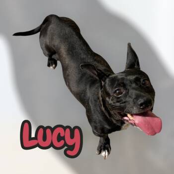 Rescue Dachshund Dogs for Adoption in Moberly, Missouri - LUCY | PetCurious