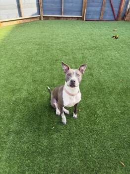 Mixed Breed Dogs Available for Adoption in Houston, Texas - Luna | PetCurious