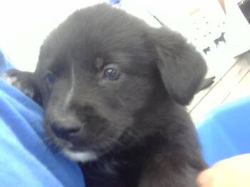 Rescue Mixed Breed Dogs for Adoption in Dallas, Texas - BONNIE | PetCurious