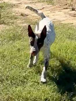 Junebug -  German Shorthaired Pointer and Cattle Dog Dog for Adoption - Junebug | PetCurious