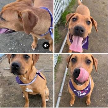 Yellow Labrador Retriever and American Staffordshire Terrier Dogs Available for Adoption in Los Angeles, California - Peach~ Sweet And Happy  | PetCurious