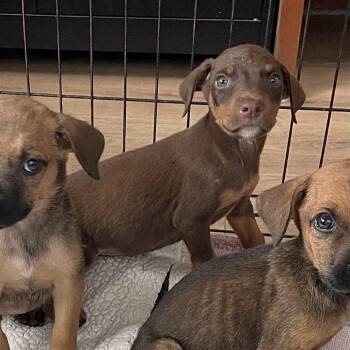 Fix it Felix -  Black Mouth Cur Dog for Adoption in Livingston, Texas - Fix It Felix | PetCurious