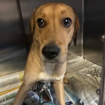 Rescue Mixed Breed Dogs for Adoption in Gadsden, Alabama - ELM 49 | PetCurious