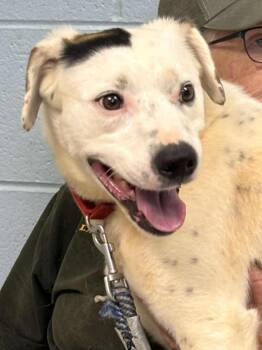Rescue Labrador Retriever and Great Pyrenees Dogs for Adoption in Rustburg, Virginia - Tommy - At Shelter | PetCurious