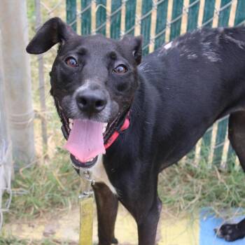 Burnt Toast -  Labrador Retriever and Mixed Breed Dog for Adoption in Hattiesburg, Mississippi - Burnt Toast | PetCurious