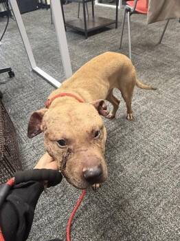Lucky -  Mixed Breed Dog for Adoption in West Chester, Pennsylvania - Lucky | PetCurious