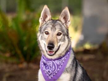 Cricket -  Siberian Husky Dog for Adoption in Portland, Oregon - Cricket | PetCurious