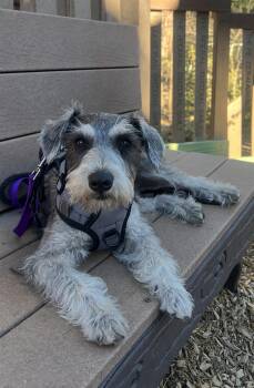 Schnauzer Dogs Available for Adoption in Coachella, California - Madeline | PetCurious