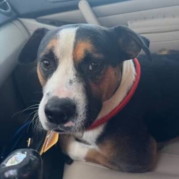 Rescue Mixed Breed Dogs for Adoption in Naperville, Illinois - Oscar | PetCurious