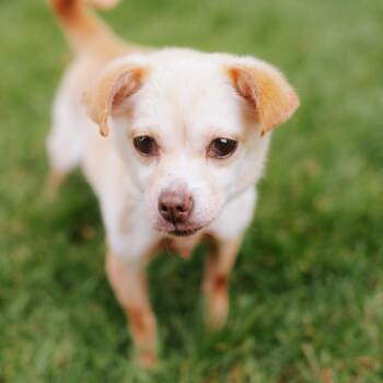 Spirit -  Chihuahua Dog for Adoption in Northbrook, Illinois - Spirit | PetCurious