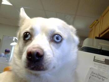 STRAWBERRY -  Chihuahua and Mixed Breed Dog for Adoption in Albuquerque, New Mexico - STRAWBERRY | PetCurious