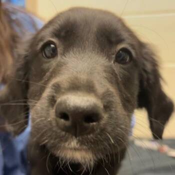 Mixed Breed Dogs Available for Adoption - Rose | PetCurious