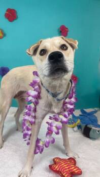 Husky and Labrador Retriever Dogs Available for Adoption in Phoenix, Arizona - Mahi Mahi | PetCurious