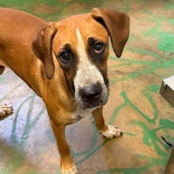 John Boy -  Hound and Mixed Breed Dog for Adoption in Hattiesburg, Mississippi - John Boy | PetCurious