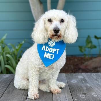 Phylo -  Bichon Frise and Poodle Dog for Adoption in Pacific Grove, California - Phylo | PetCurious