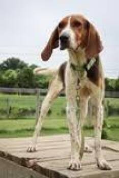Leroy -  Mixed Breed Dog for Adoption in Columbia, Tennessee - Leroy | PetCurious
