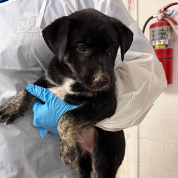 Ultra -  Shepherd Dog for Adoption in Edinburg, Texas - Ultra | PetCurious