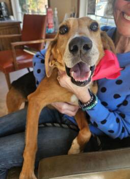Hound and Mixed Breed Dogs Available for Adoption - Abby | PetCurious