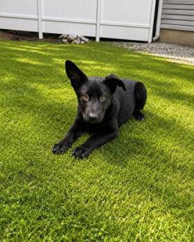 Skipper  -  German Shepherd Dog Dog Available for Adoption in Dahlonega, Georgia - Skipper  | PetCurious
