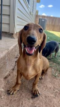 Richie -  Dachshund Dog for Adoption in Shawnee, Oklahoma - Richie | PetCurious