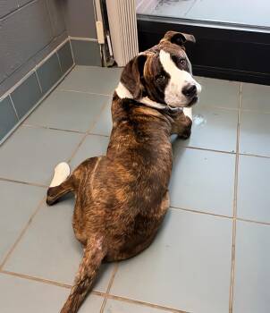 Nubbins -  Mixed Breed Dog for Adoption in Nashville, Tennessee - Nubbins | PetCurious