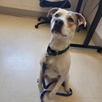 Mixed Breed Dogs Available for Adoption in Lake Panasoffkee, Florida - Azra | PetCurious