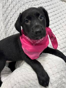 Coi -  Black Labrador Retriever Dog for Adoption in Hawk Point, Missouri - Coi | PetCurious