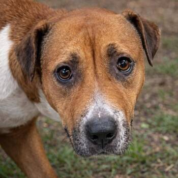 hazel -  Black Mouth Cur Dog for Adoption in Brookeville, Maryland - Hazel | PetCurious