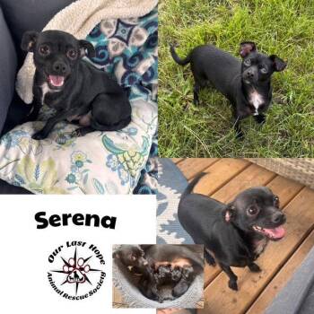 Serena -  Chihuahua Dog for Adoption in Princeton, British Columbia - Serena | PetCurious
