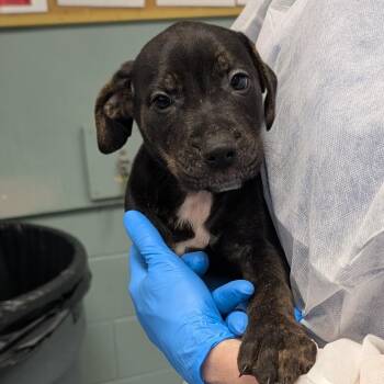 Retriever and Mixed Breed Dogs Available for Adoption in Greenville, South Carolina - Dragon | PetCurious