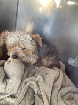 TUX -  Yorkshire Terrier Dog for Adoption in Dallas, Texas - TUX | PetCurious