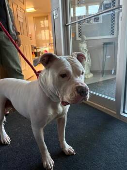 Libi -  Pit Bull Terrier Dog for Adoption in La Porte, Indiana - Libi | PetCurious