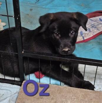Oz -  Labrador Retriever Dog for Adoption in West Peoria, Illinois - Oz | PetCurious