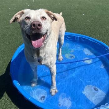 Butterscotch -  Yellow Labrador Retriever Dog Available for Adoption in Canton, Illinois - Butterscotch | PetCurious