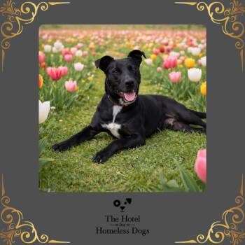 Huggins -  Labrador Retriever and American Staffordshire Terrier Dog for Adoption in Cumberland, Rhode Island - Huggins | PetCurious