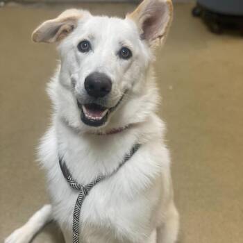 German Shepherd Dog and Mixed Breed Dogs Available for Adoption - Levi | PetCurious