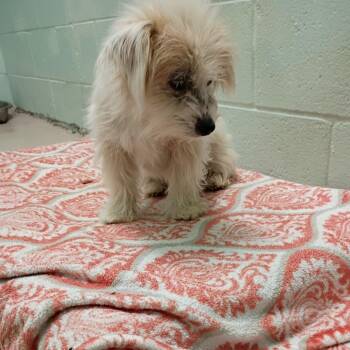 Burt -  Mixed Breed Dog for Adoption in Newark, New Jersey - Burt | PetCurious